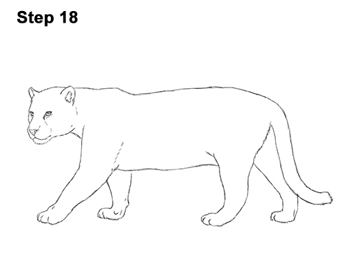 Jaguar Animal Drawing Pic
