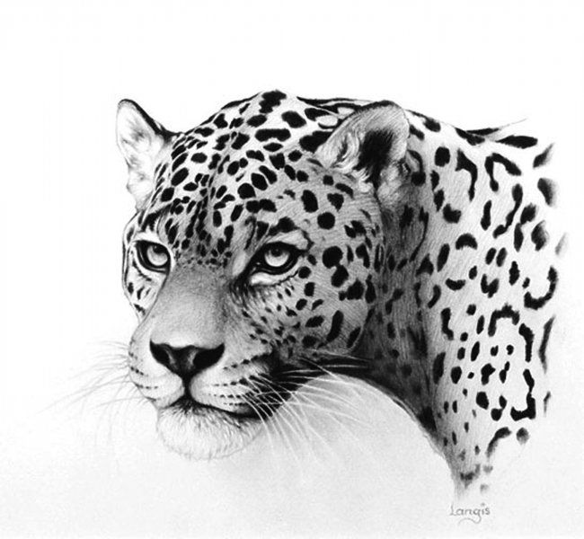 Jaguar Animal Drawing Pics