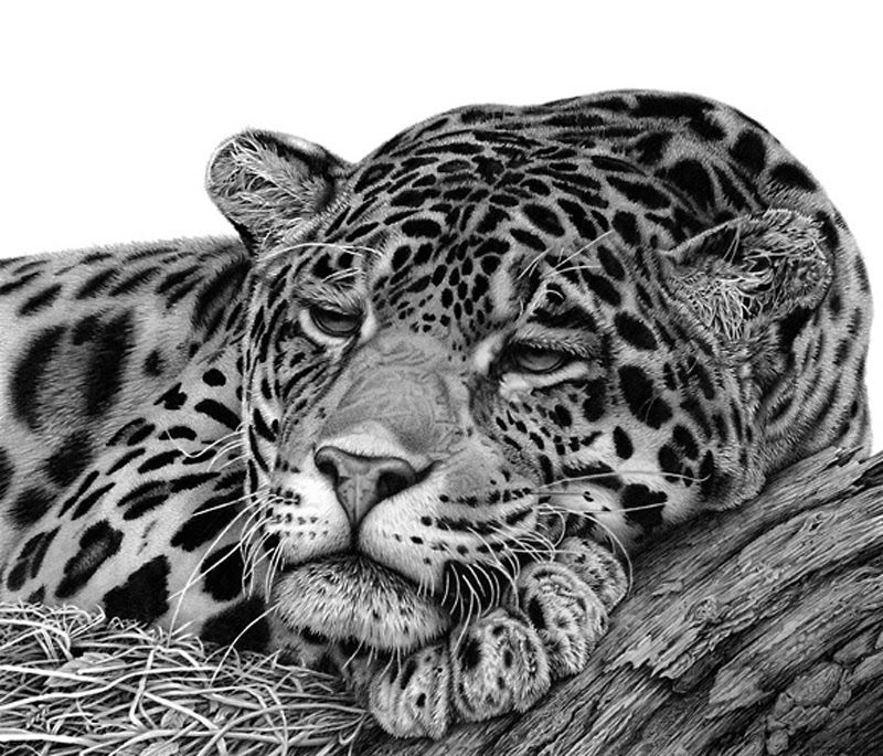 Jaguar Animal Drawing Picture