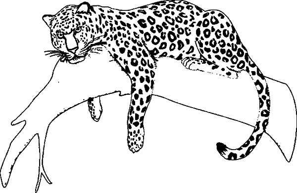Jaguar Animal Drawing Pictures - Drawing Skill