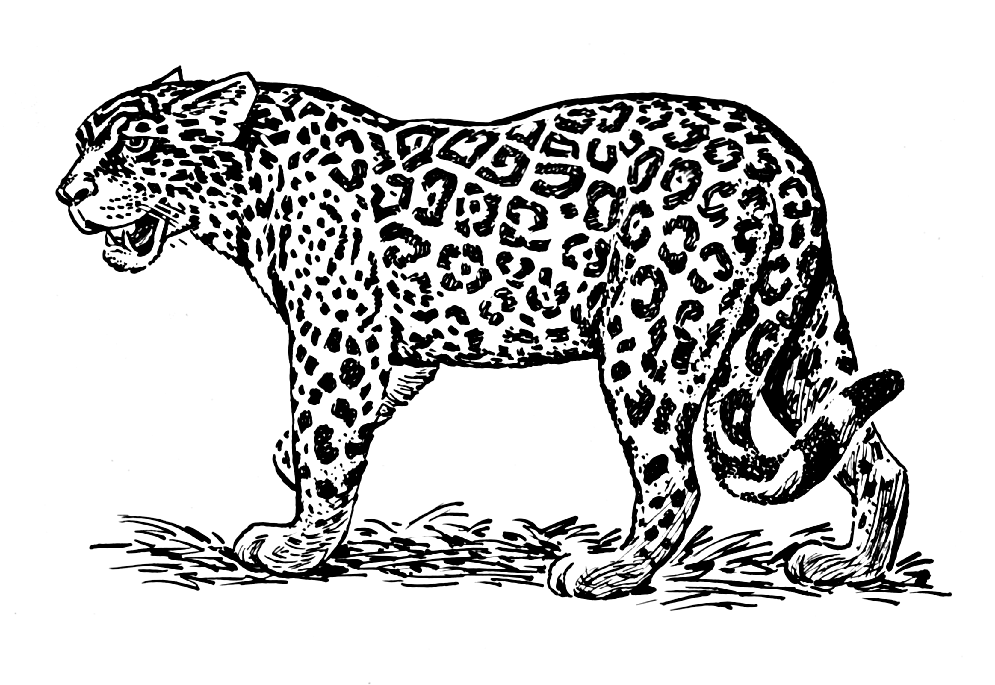Jaguar Animal Drawing Sketch