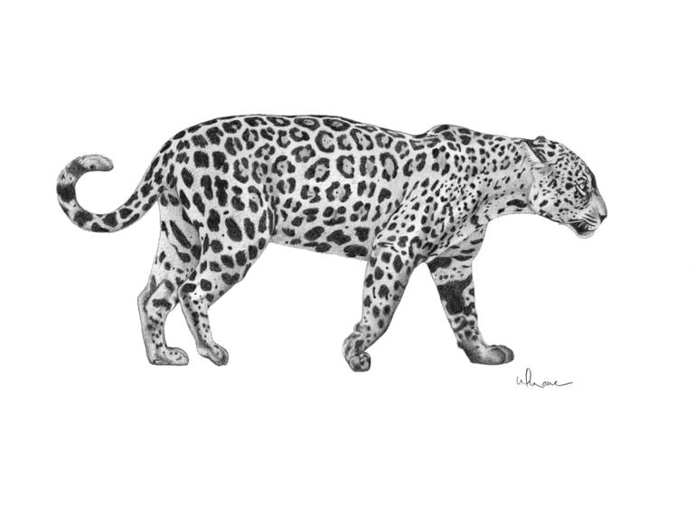 Jaguar Drawing Pics