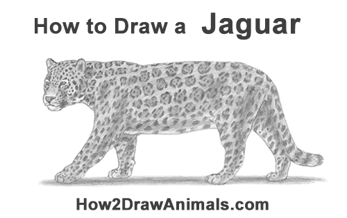 Jaguar Drawing Sketch