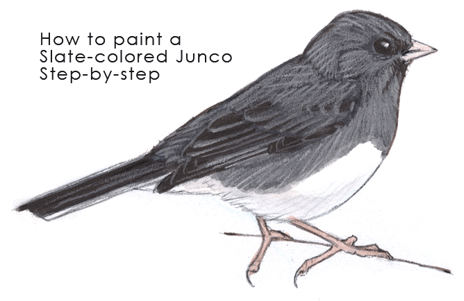Junco Drawing High-Quality