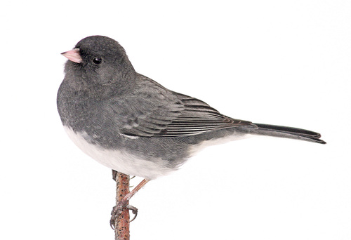 Junco Drawing Pic