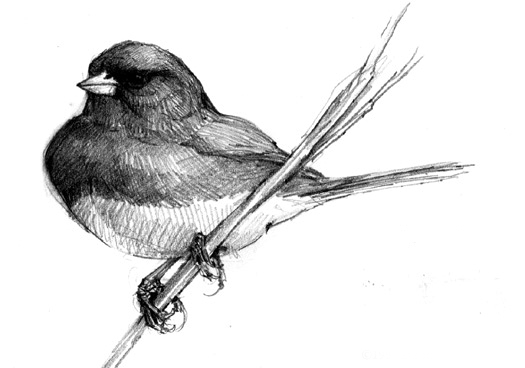 Junco Drawing Realistic