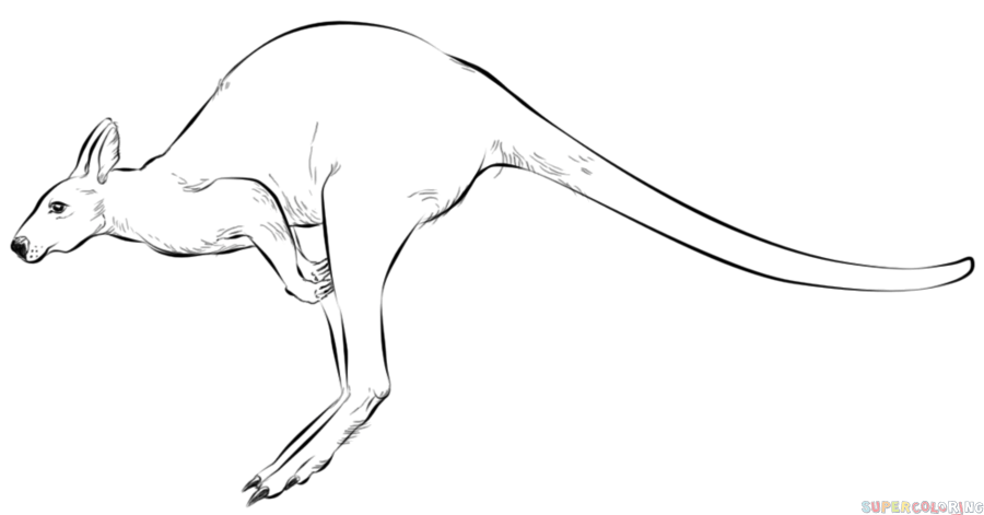 Kangaroo Drawing Amazing