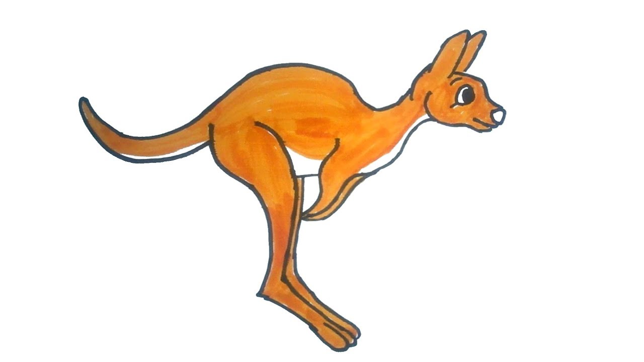 Kangaroo Drawing Beautiful Art