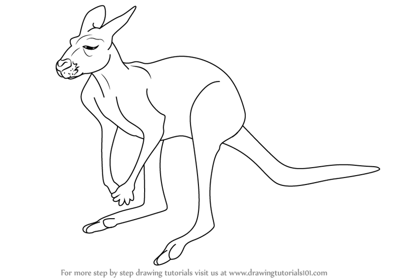 Kangaroo Drawing High-Quality