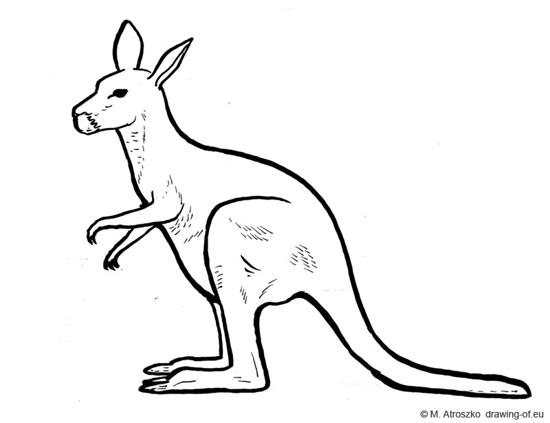 Kangaroo Drawing Images