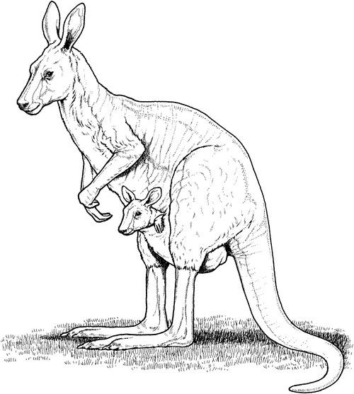 Kangaroo Drawing Photo