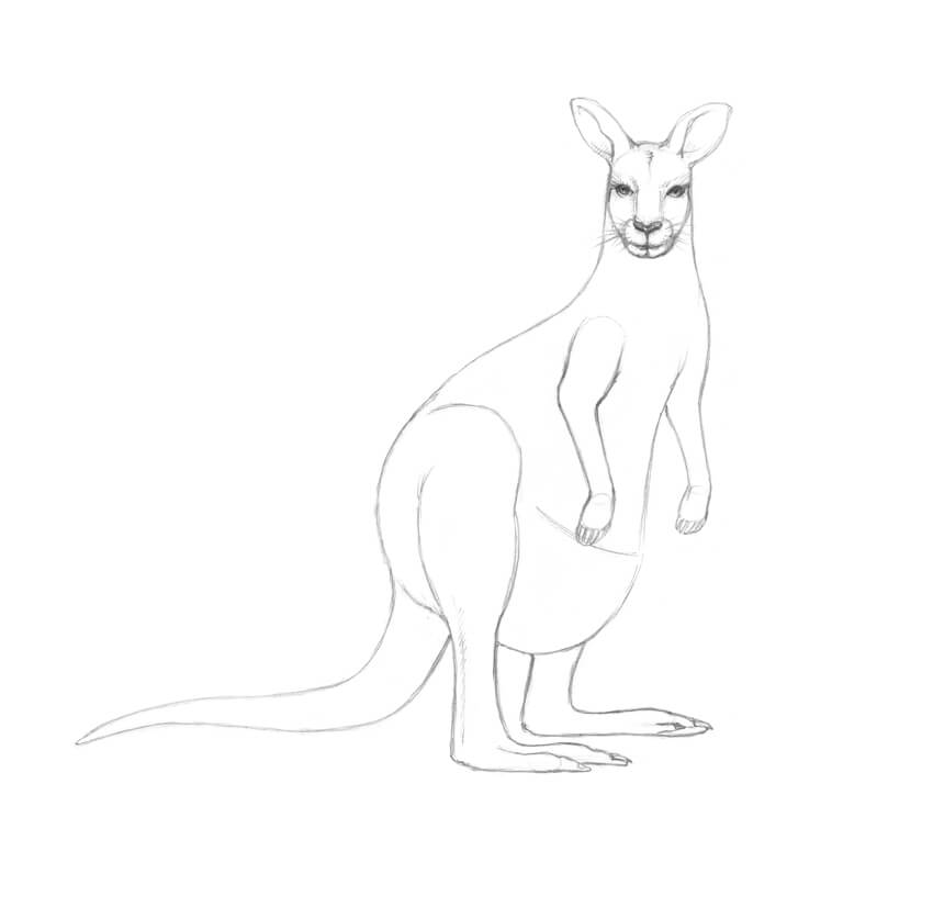 Kangaroo Drawing Pics