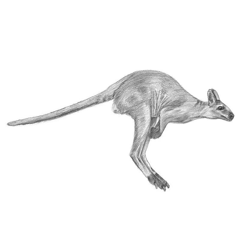 Kangaroo Drawing Picture