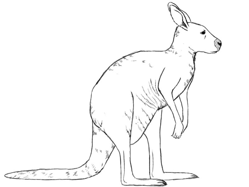 Kangaroo Drawing Realistic