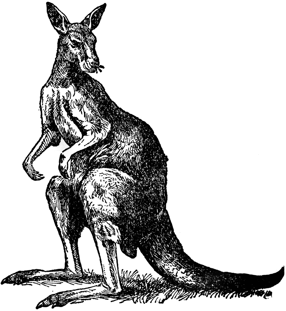 Kangaroo Drawing Sketch