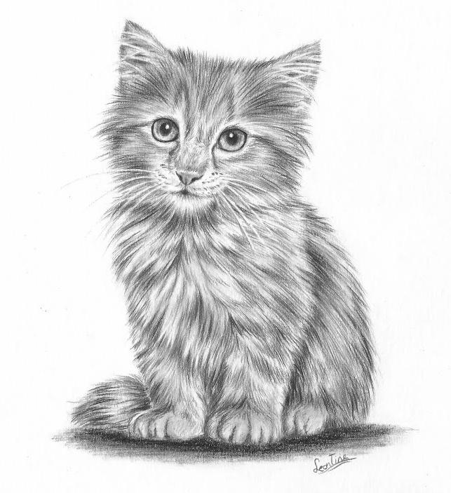 Kitten Drawing Amazing