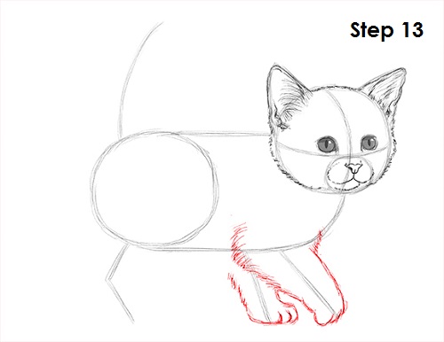 Kitten Drawing Photo