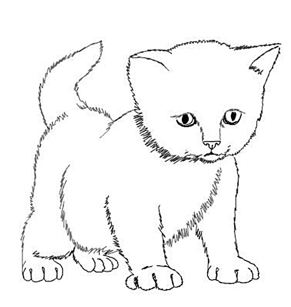 Kitten Drawing Pic