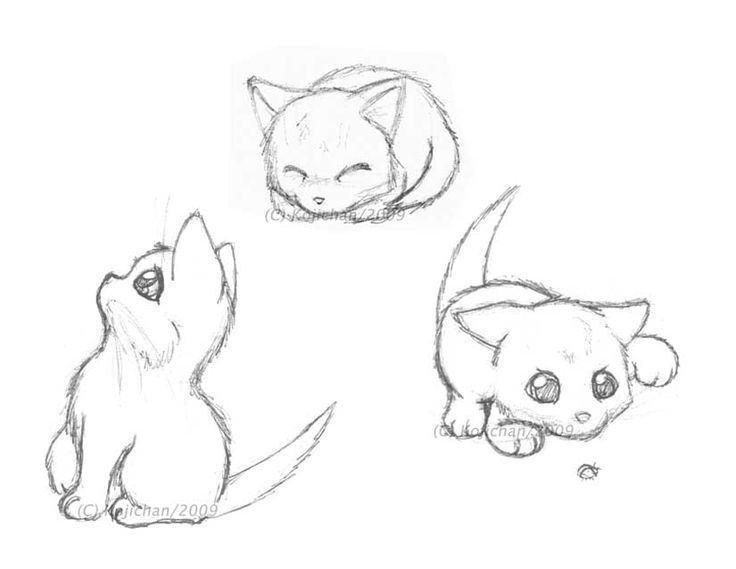 Kitten Drawing Pics