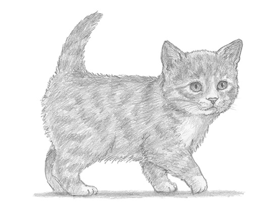 Kitten Drawing Picture