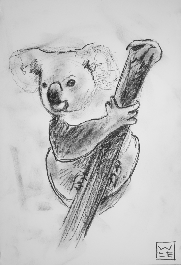 Koala Drawing Image