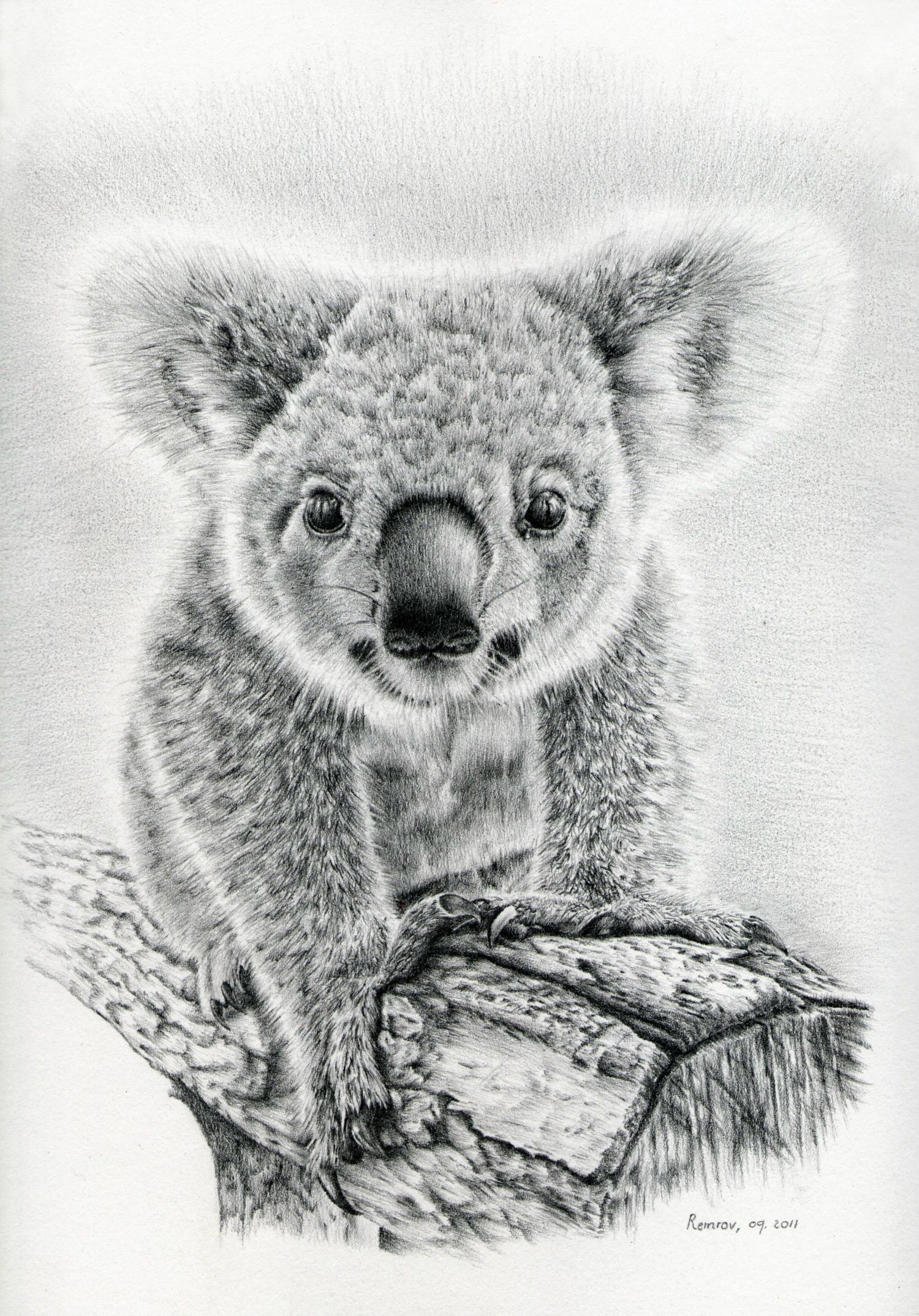 Koala Drawing Photo
