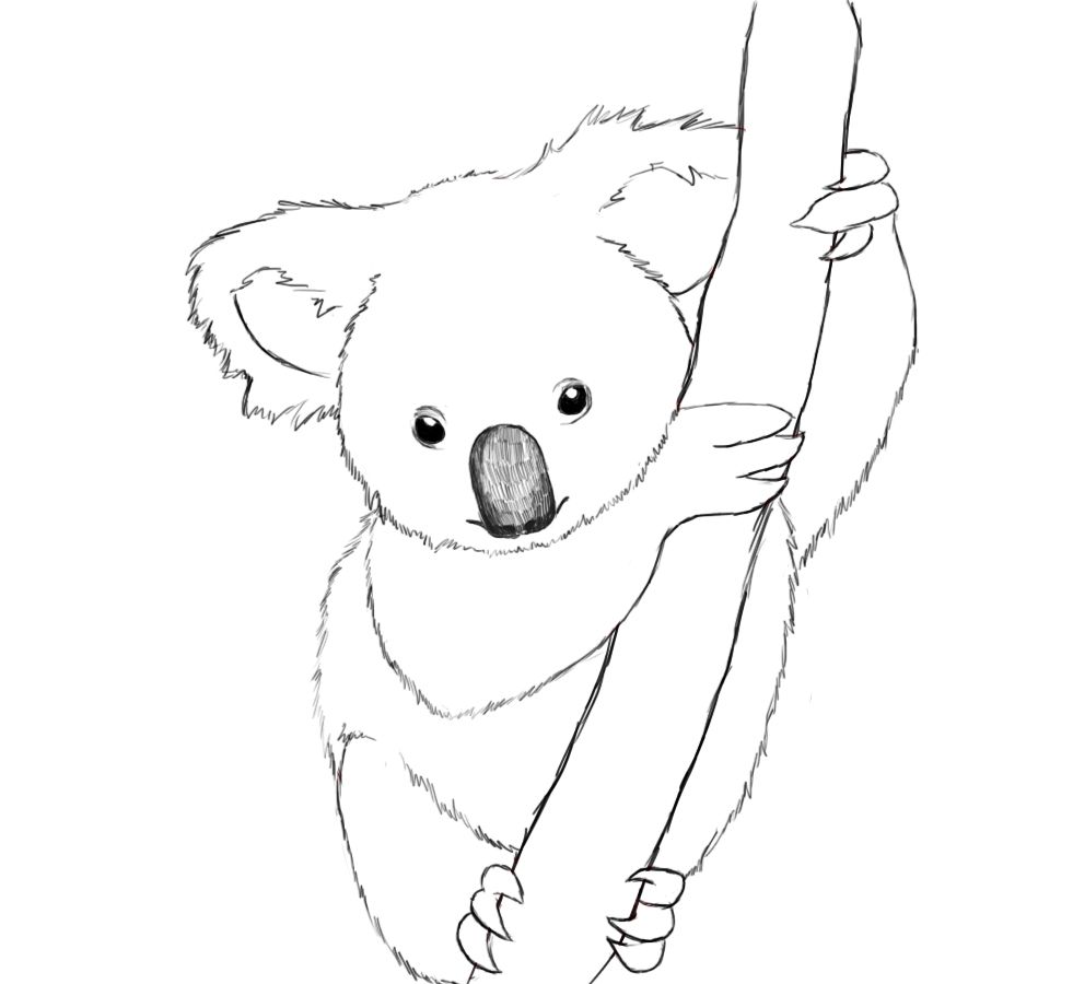 Koala Drawing Pics