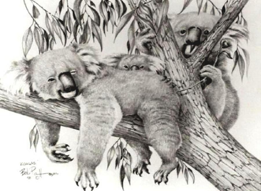 Koala Drawing Picture