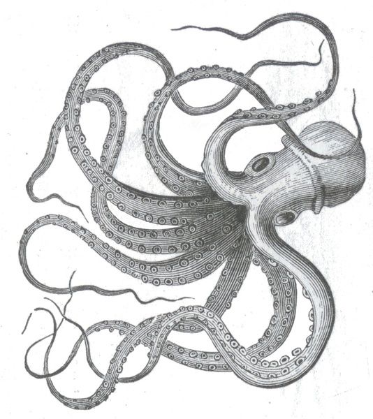 Kraken Drawing Image