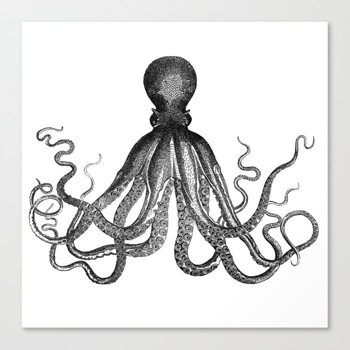 Kraken Drawing Photo