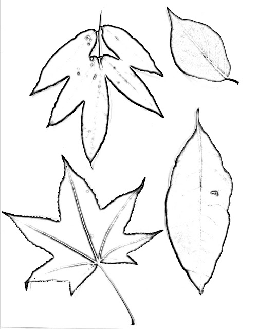 Leaf Drawing Art