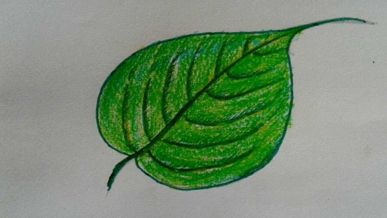 Leaf Drawing Beautiful Art