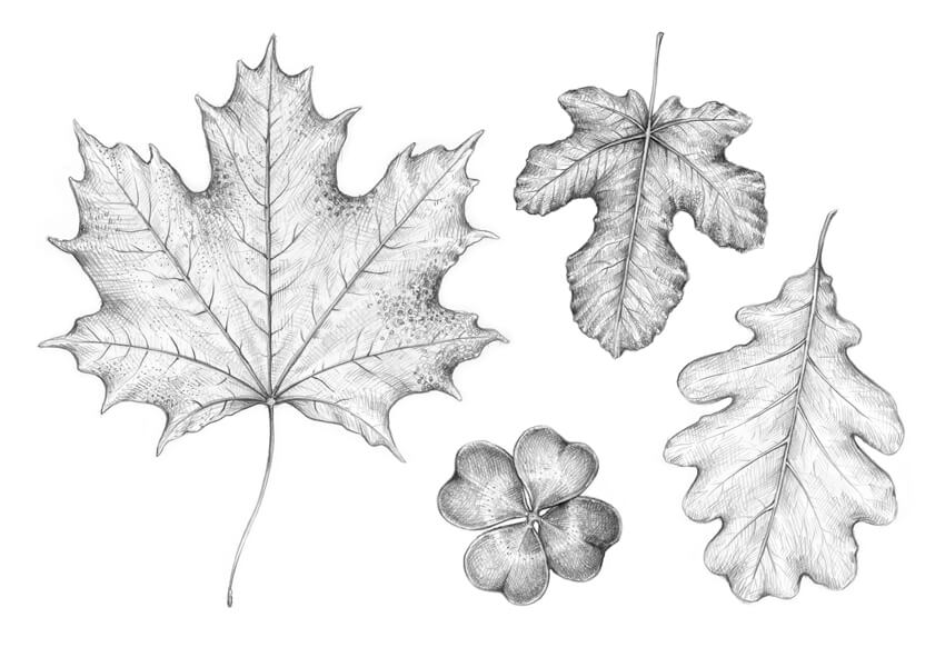 Leaf Drawing Beautiful Image