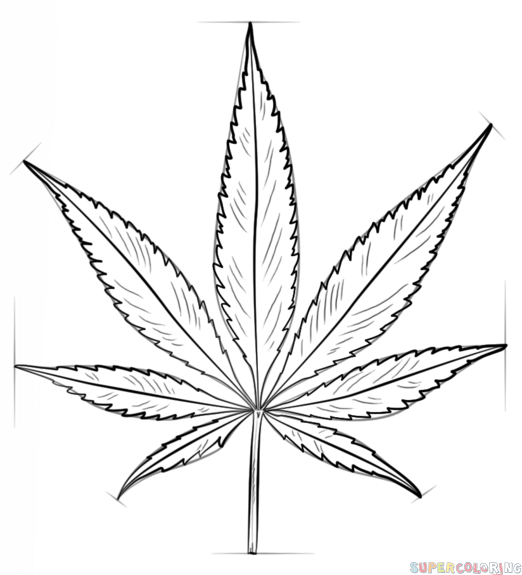 Leaf Drawing Creative Art