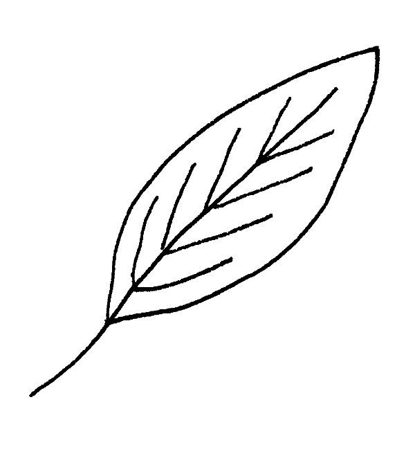 Leaf Drawing High-Quality