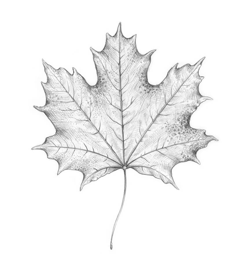 Leaf Drawing Photo