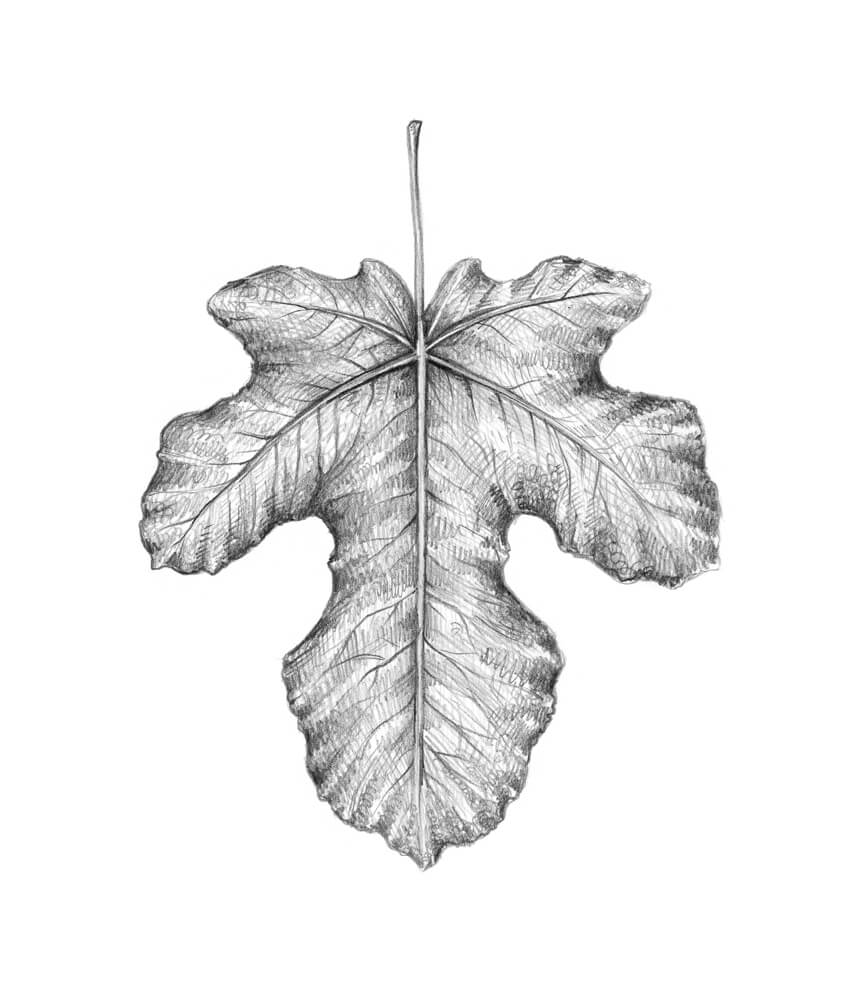 Leaf Drawing Pics