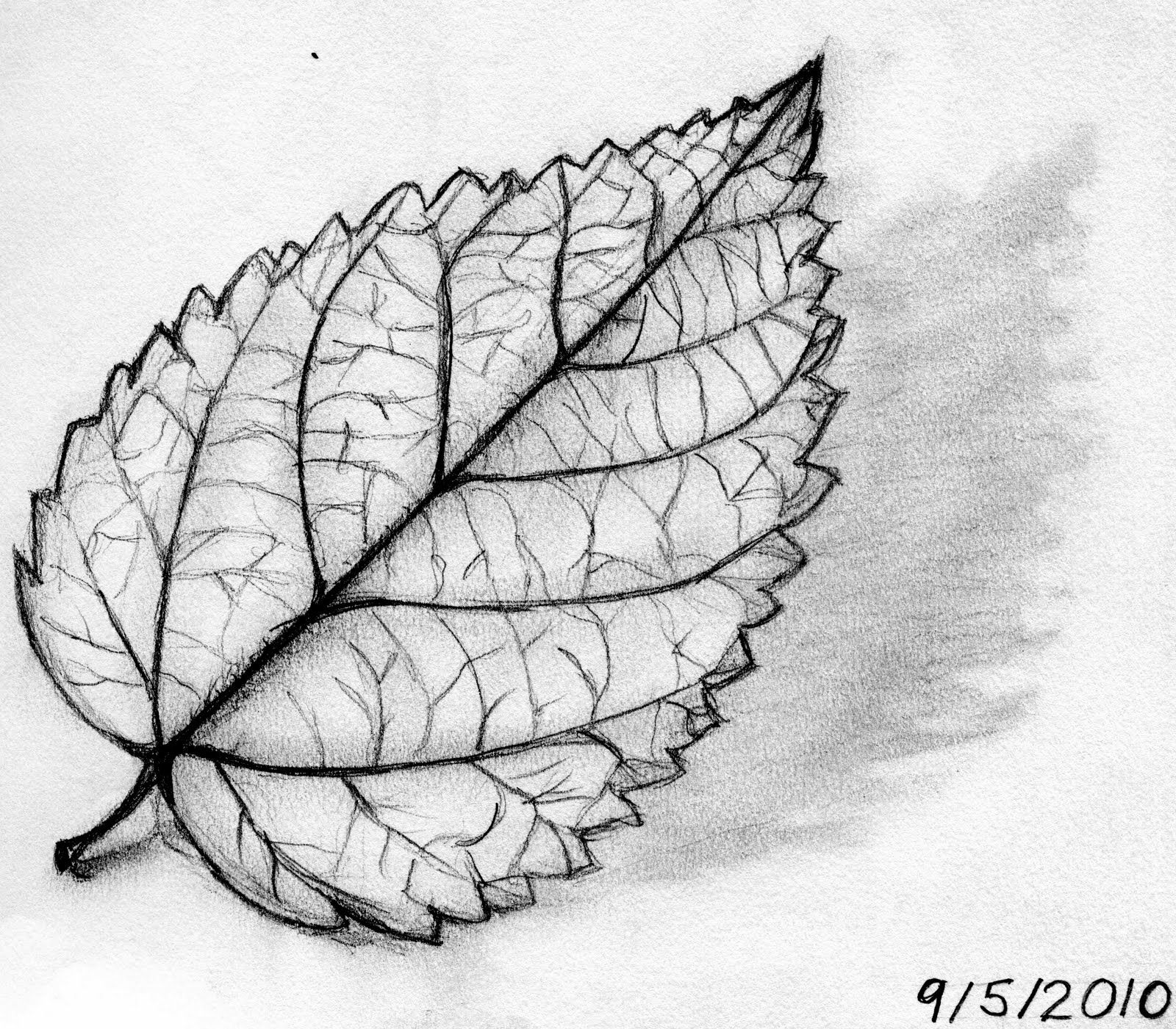 Leaf Drawing Picture