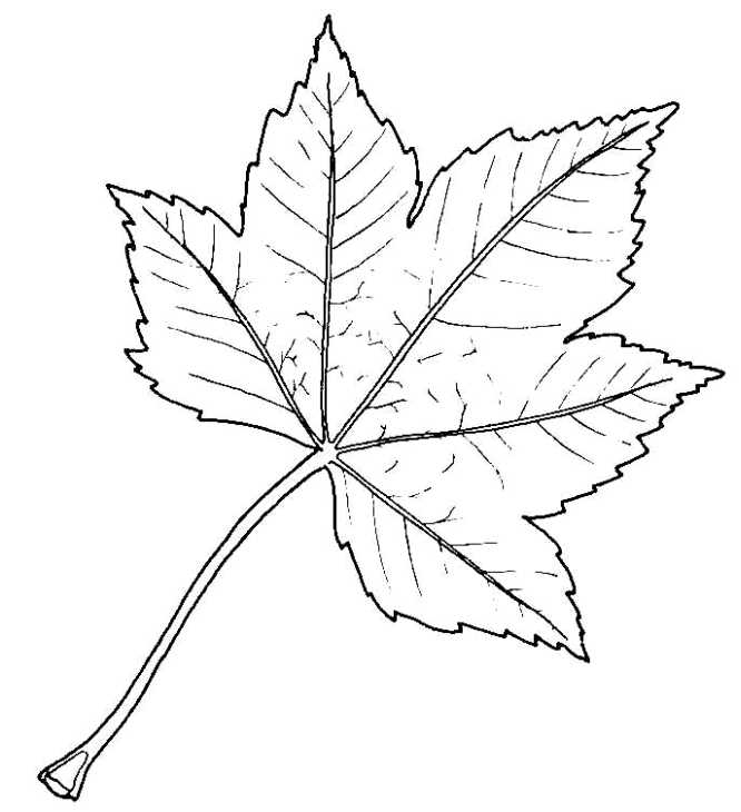 Leaf Drawing Pictures