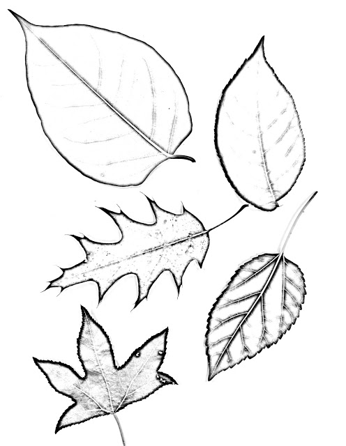 Observational drawing of a leaf