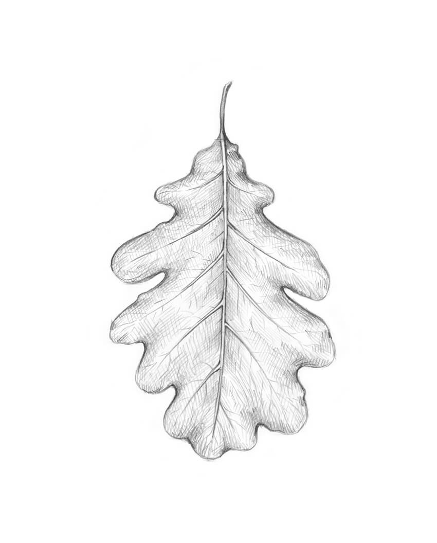 Maple leaves pencil sketch stock illustration Illustration of drawings   32343970