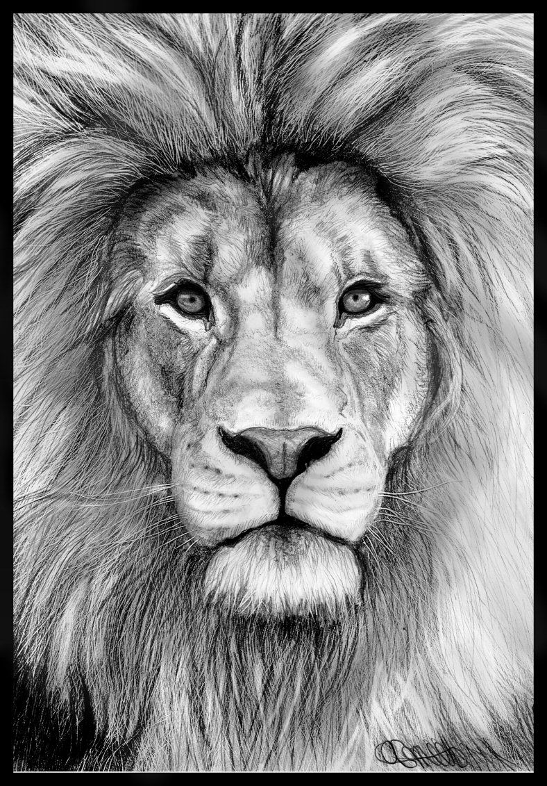 Lion Face Drawing Photo