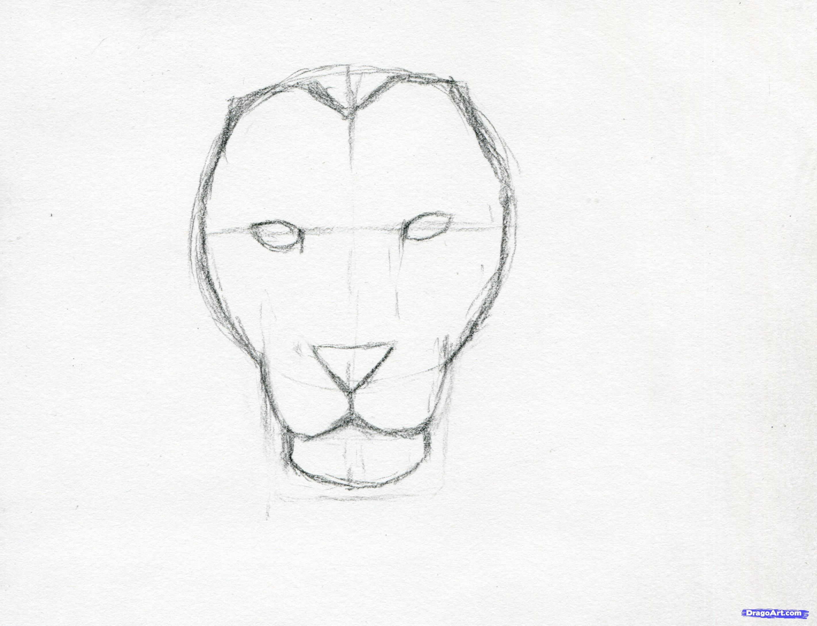 Lion Face Drawing Pics