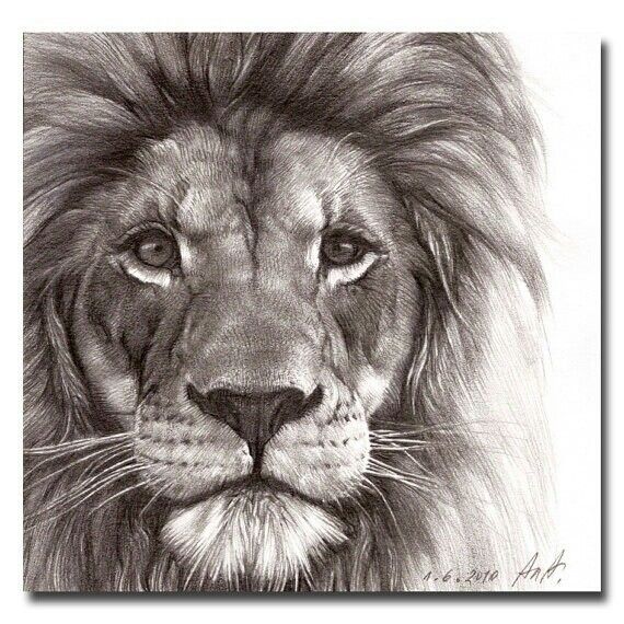 Lion Face Drawing