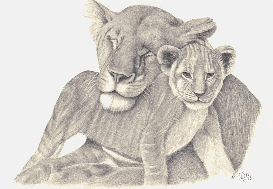 Lioness Art Drawing