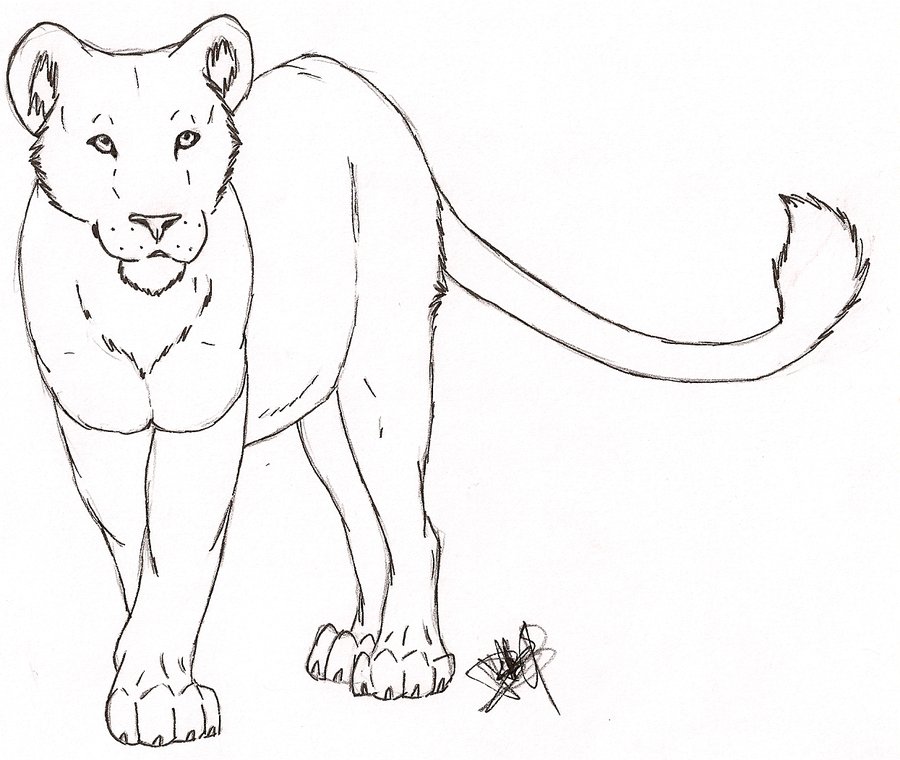 Lioness Drawing Amazing