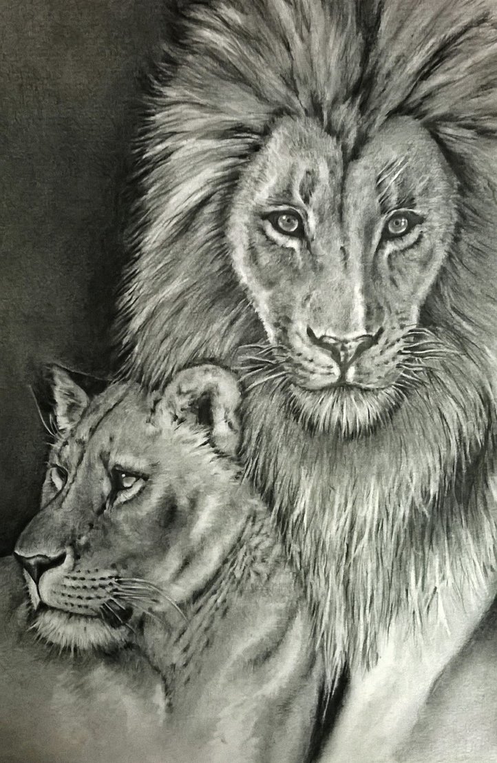 Lioness Drawing Art