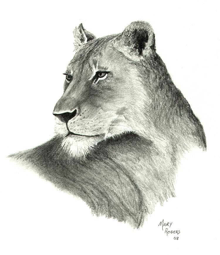 Lioness Drawing Beautiful Art