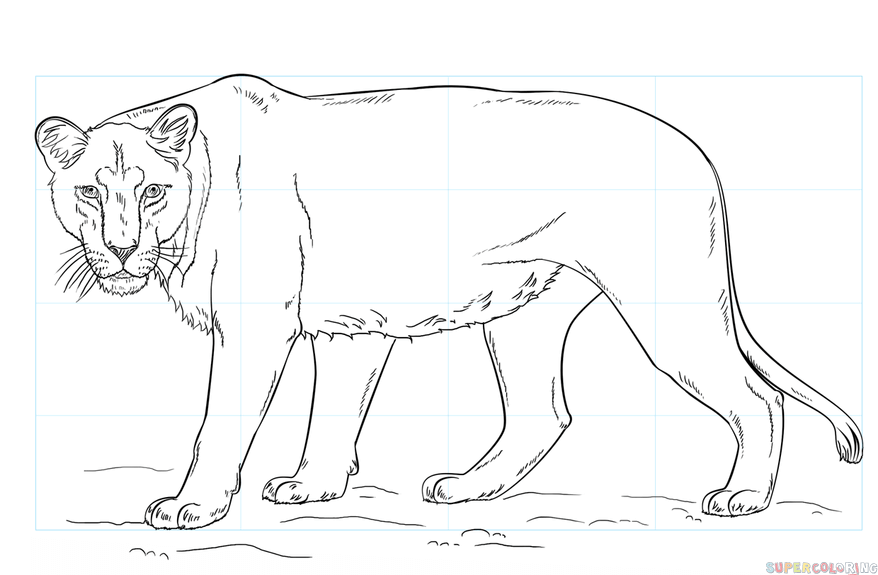 Lioness Drawing Best