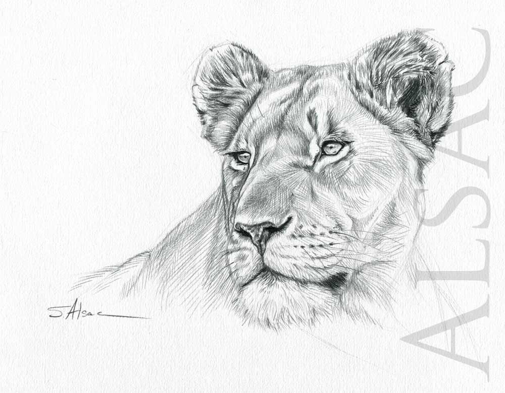 Lioness Drawing Creative Art